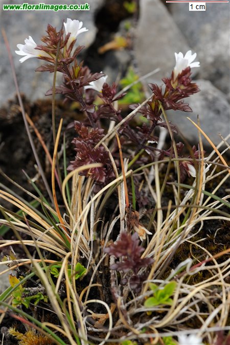 Euphrasia salisburgensis