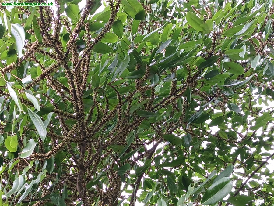 Ficus caulocarpa