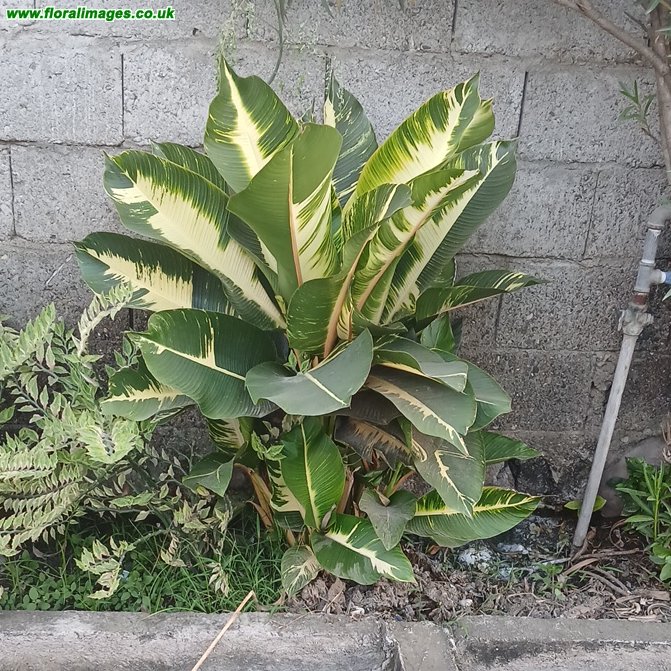 Ficus elastica