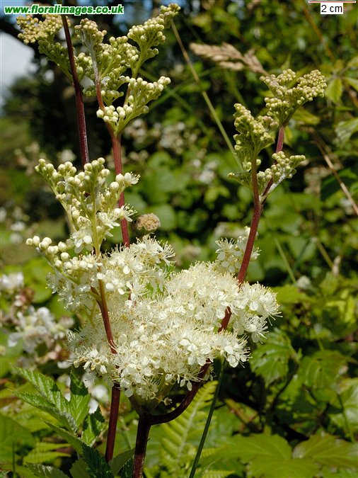 Filipendula ulmaria