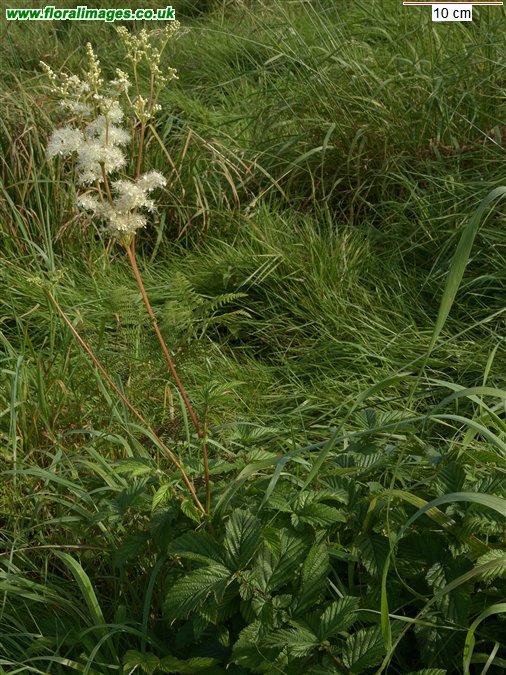 Filipendula ulmaria
