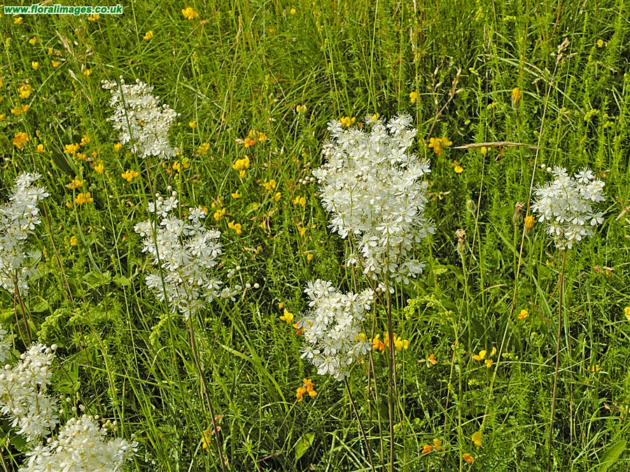 Filipendula vulgaris