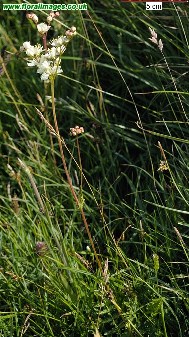 Filipendula vulgaris