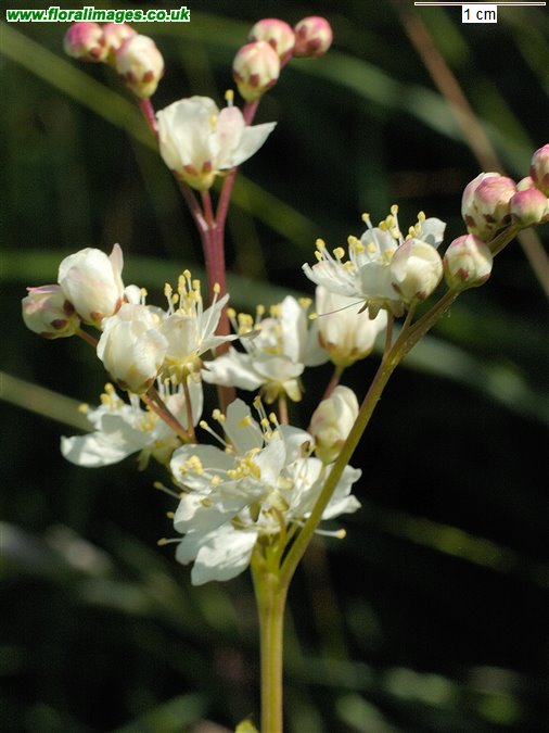 Filipendula vulgaris