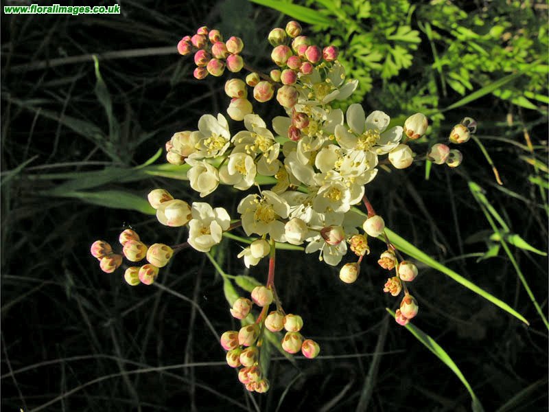 Filipendula vulgaris