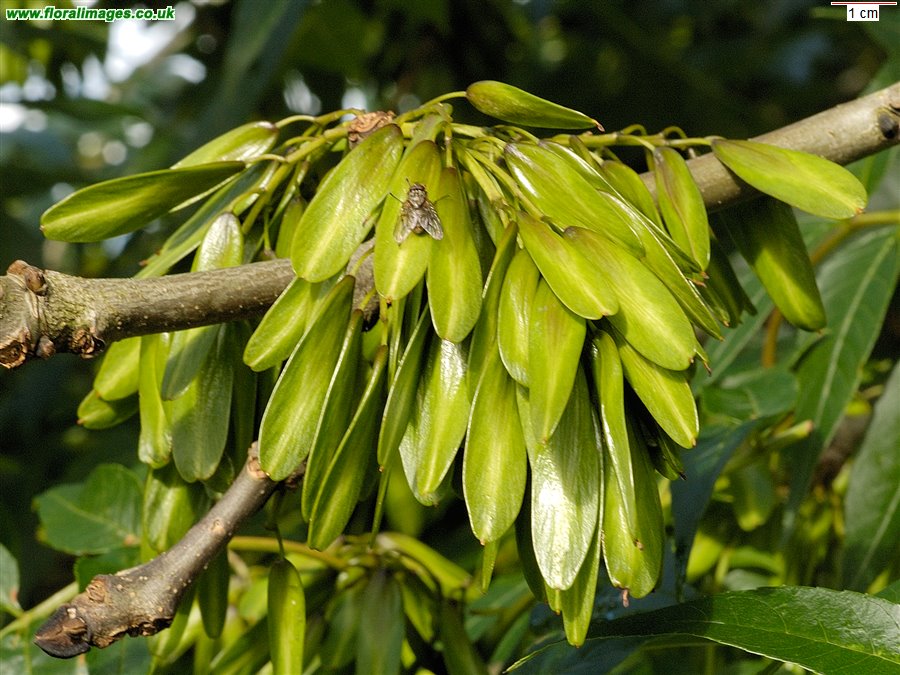 Fraxinus excelsior