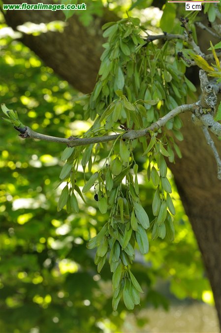 Fraxinus excelsior