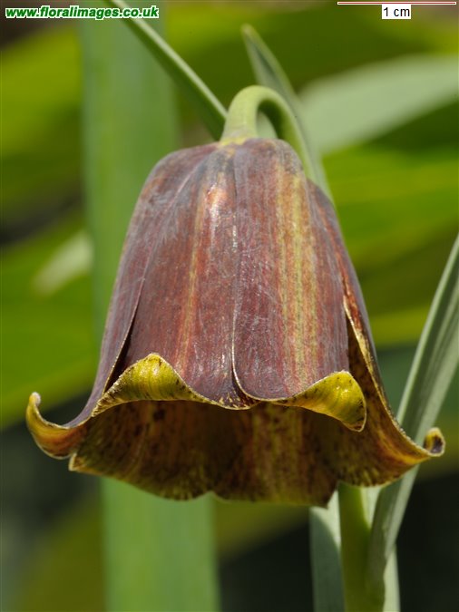 Fritillaria pyrenaica
