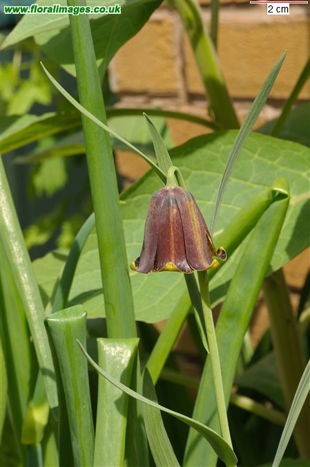 Fritillaria pyrenaica