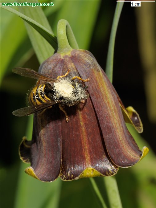 Fritillaria pyrenaica