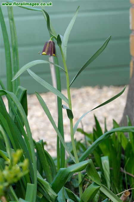 Fritillaria pyrenaica