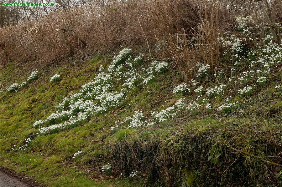 Galanthus nivalis