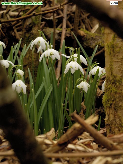 Galanthus nivalis