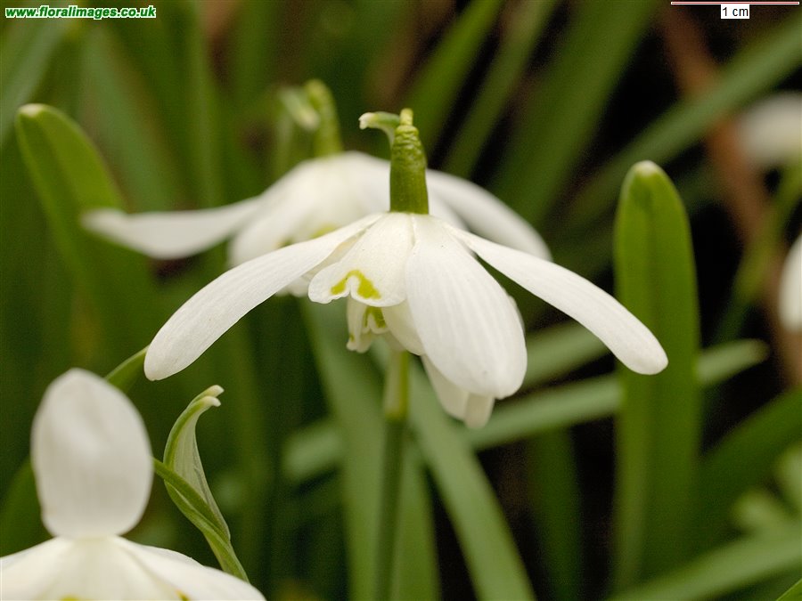 Galanthus nivalis