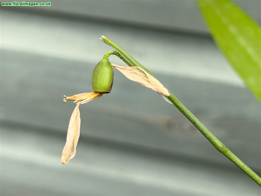 Galanthus woronowii