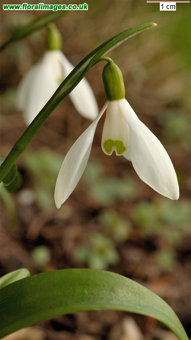 Galanthus woronowii