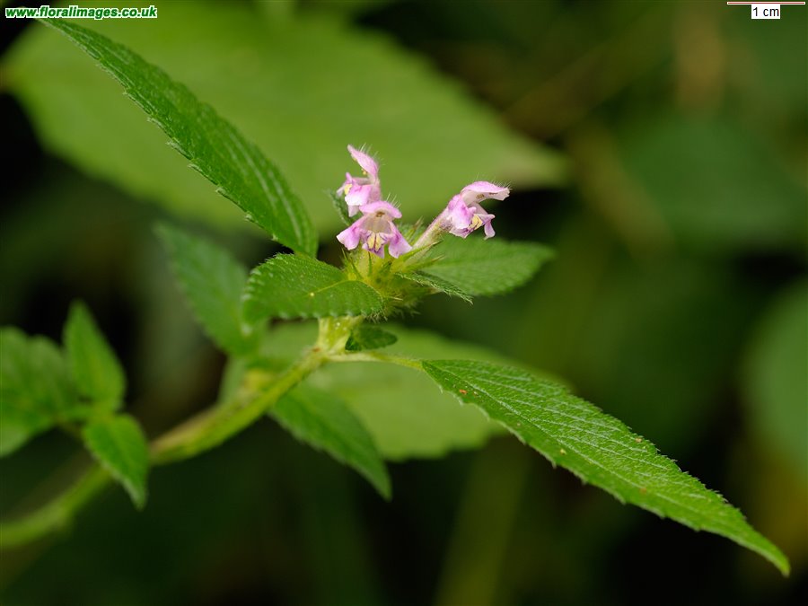 Galeopsis bifida