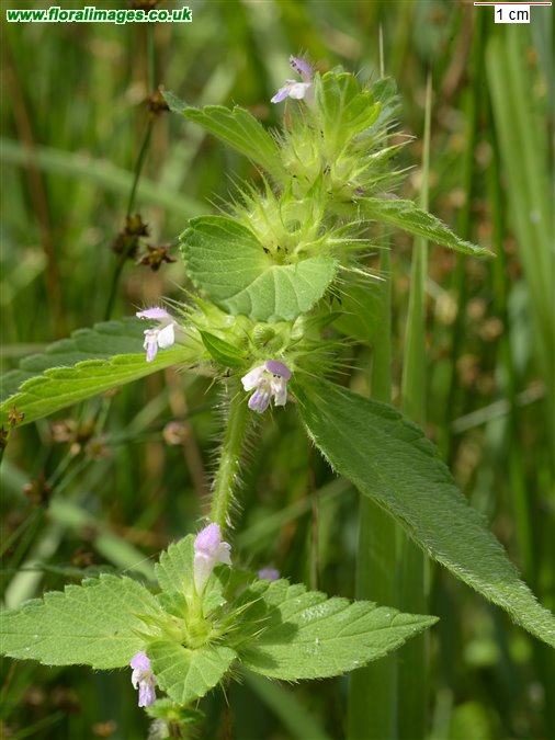 Galeopsis bifida