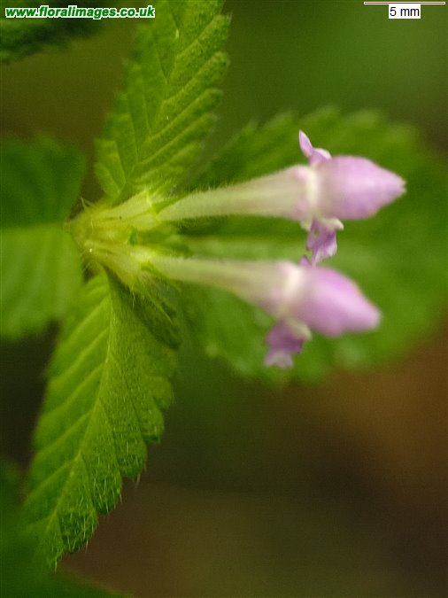 Galeopsis tetrahit sens str