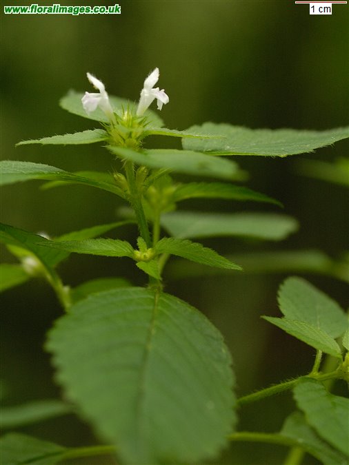 Galeopsis tetrahit sens str