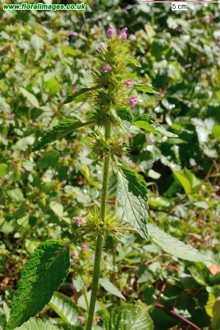 Galeopsis tetrahit sens str