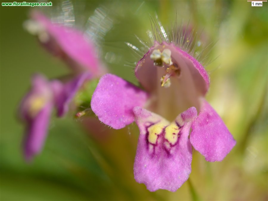 Galeopsis tetrahit sens str