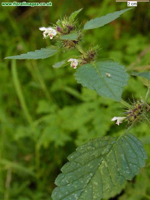 Galeopsis tetrahit sens str
