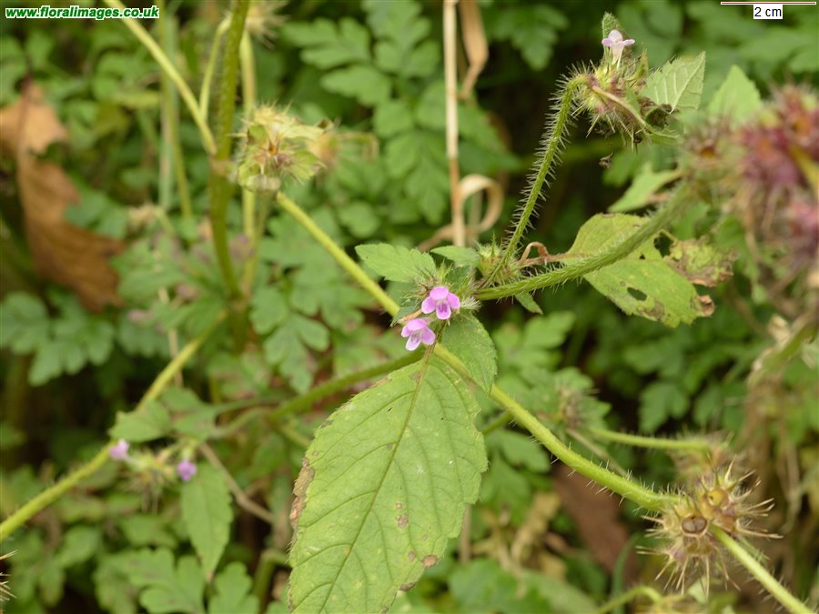 Galeopsis tetrahit sens str