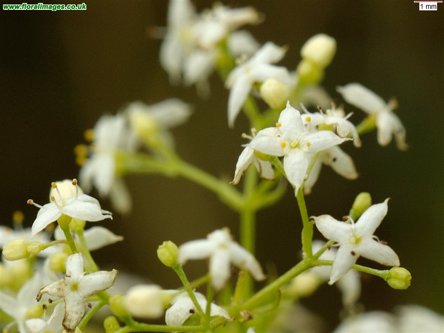 Galium album