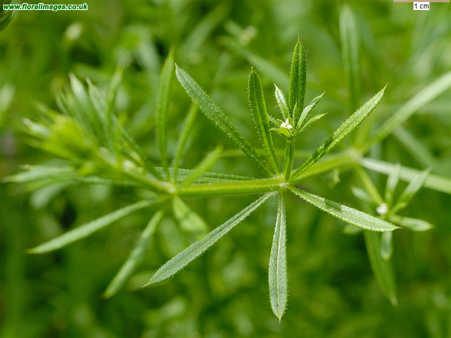 Galium aparine