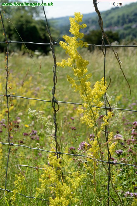 Galium verum