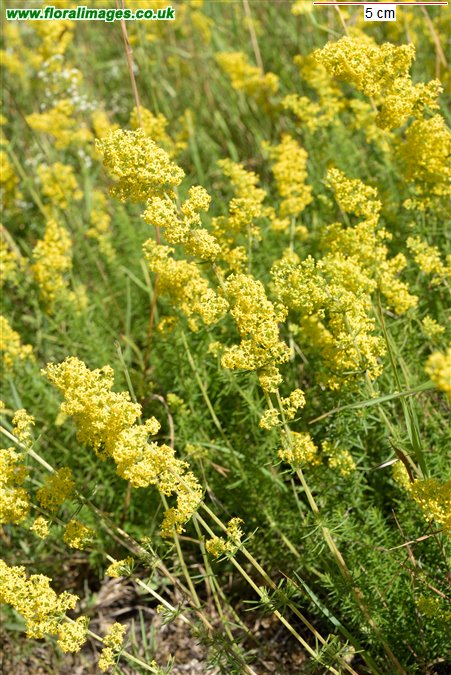 Galium verum