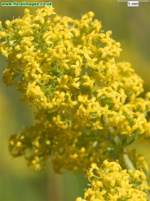 Galium verum