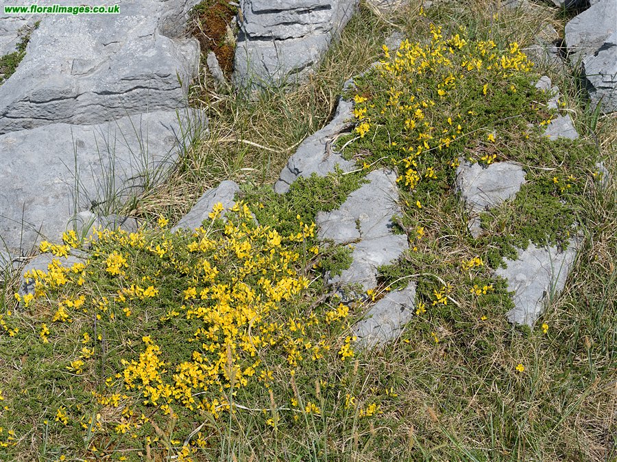 Genista pilosa