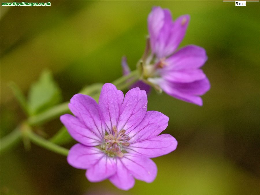 Geranium pyrenaicum