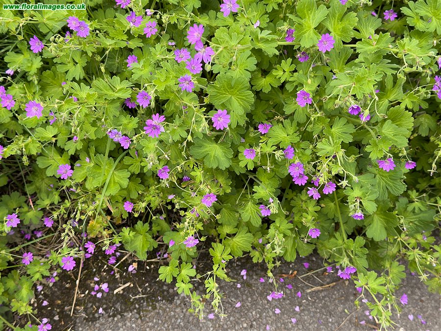 Geranium pyrenaicum