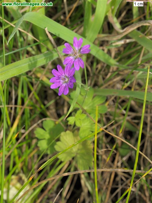 Geranium pyrenaicum