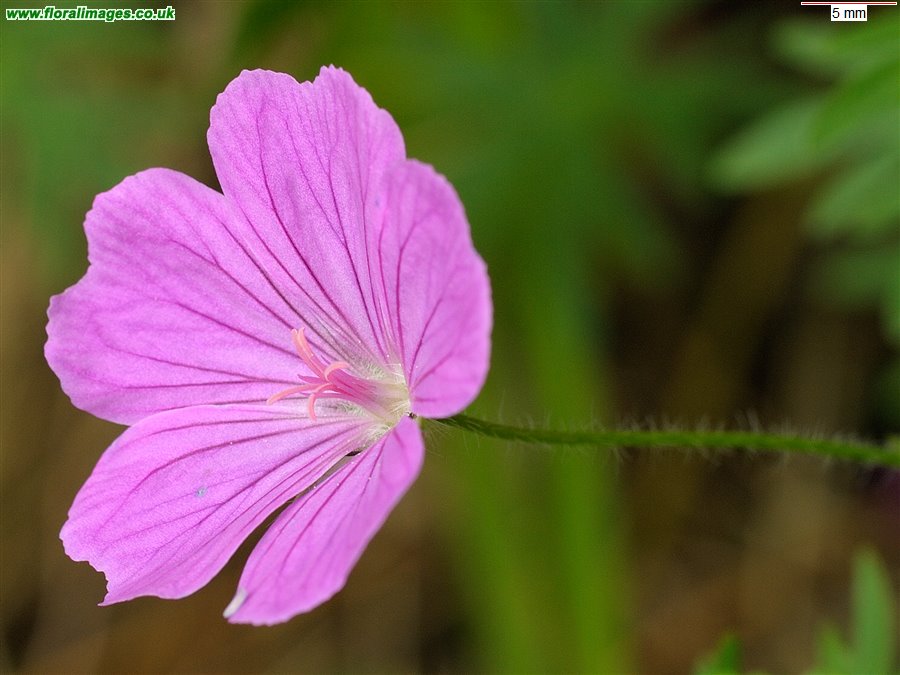 Geranium sanguineum