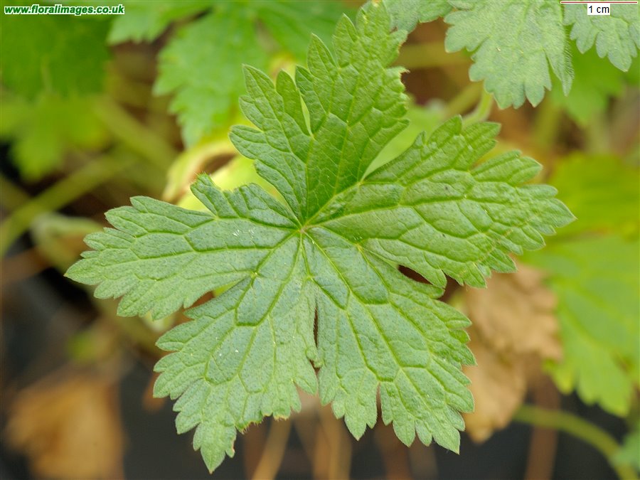 Geranium x oxonianum