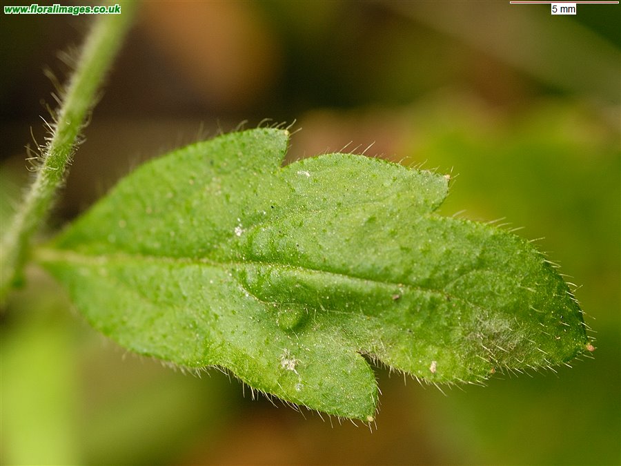 Geum urbanum