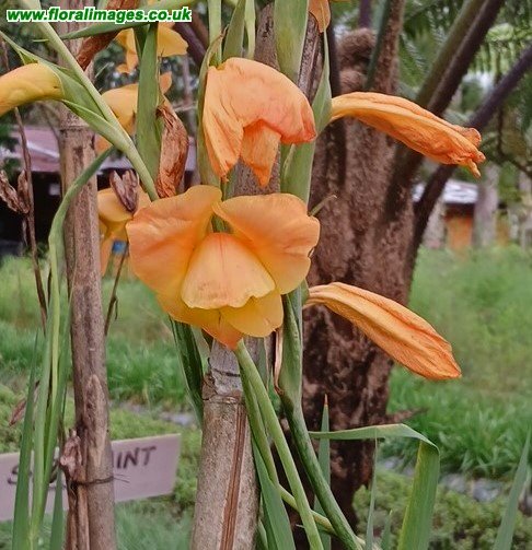 Gladiolus dalenii