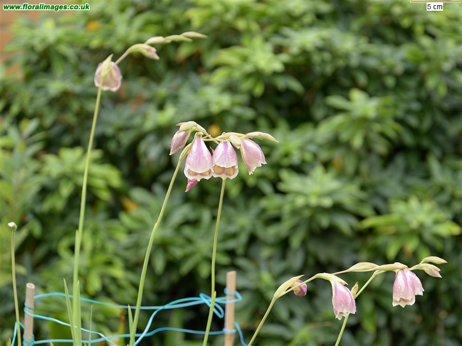 Gladiolus papilio