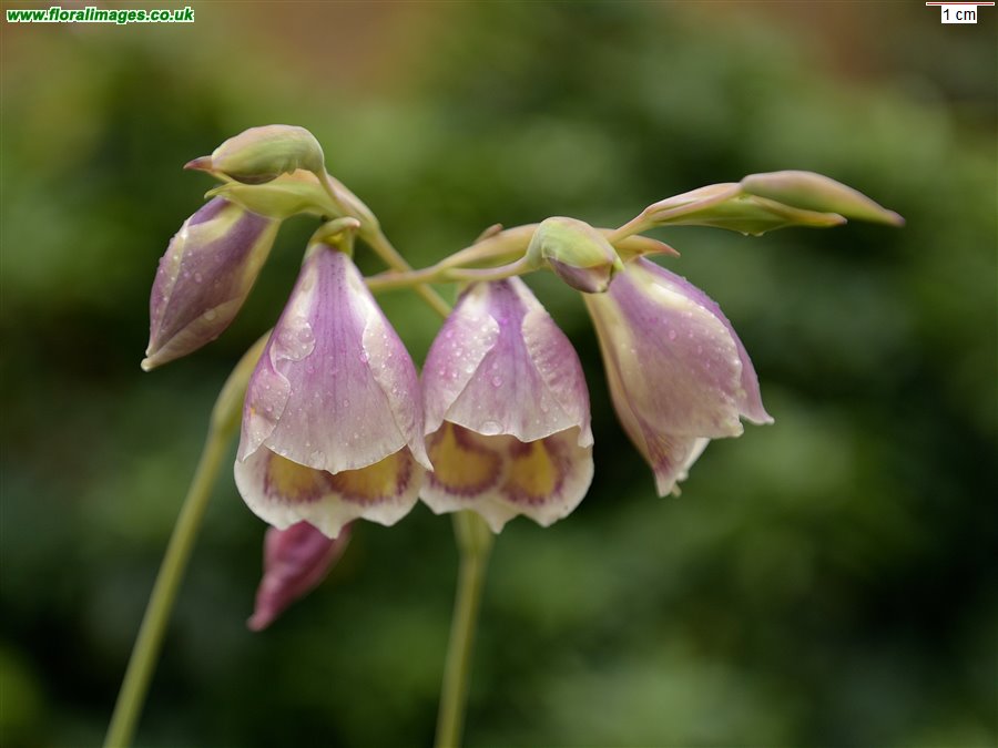 Gladiolus papilio
