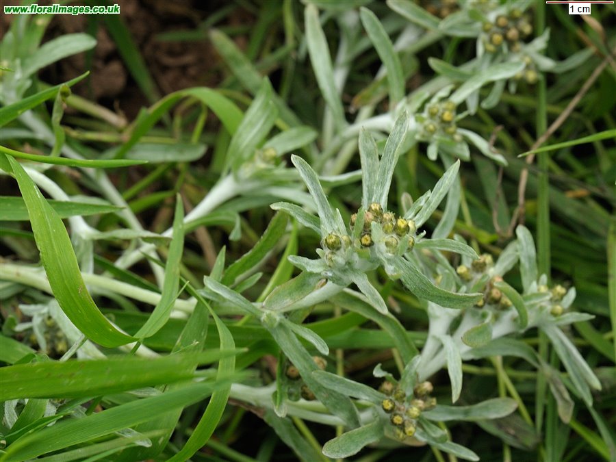 Gnaphalium uliginosum