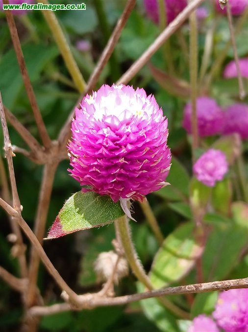 Gomphrena globosa