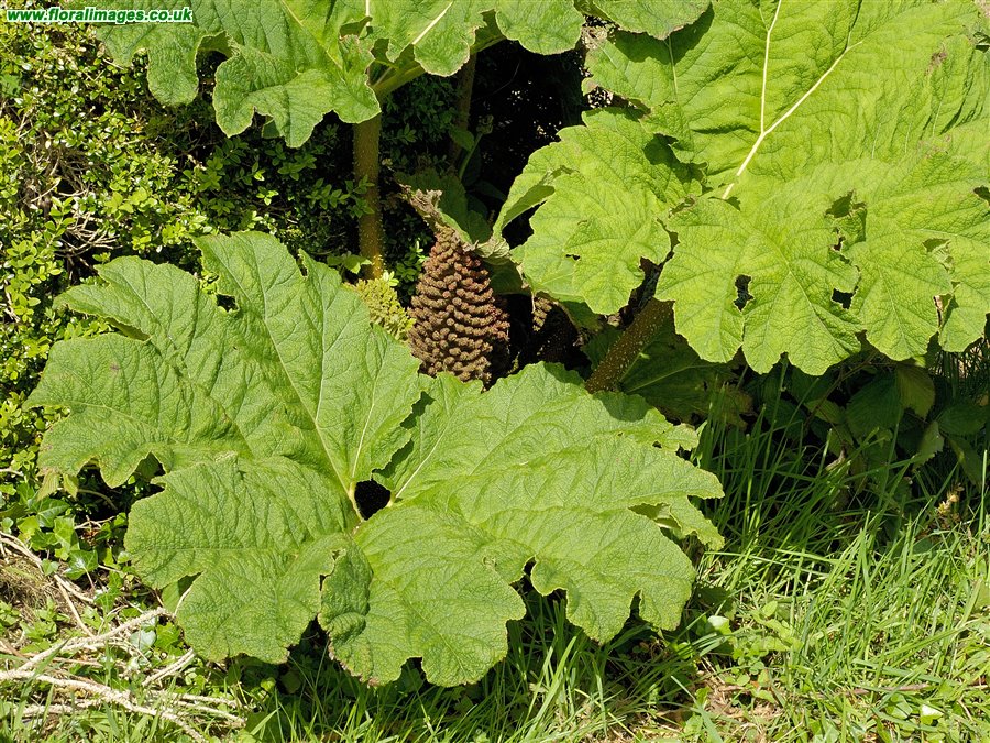 Gunnera tinctoria