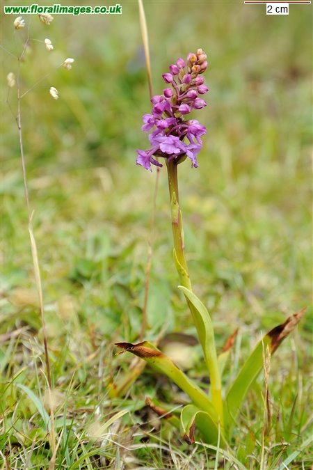 Gymnadenia densiflora