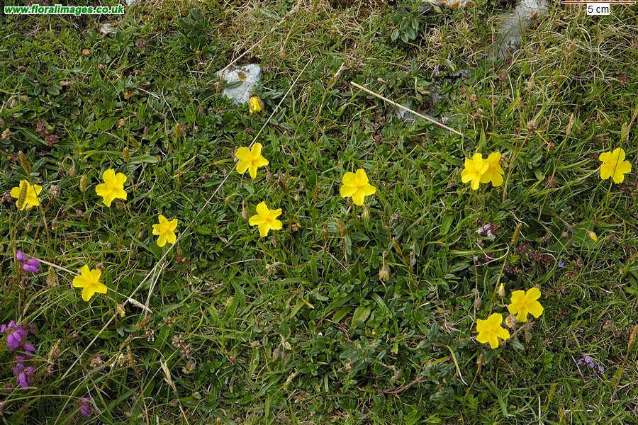 Helianthemum nummularium