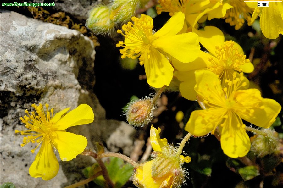 Helianthemum oelandicum