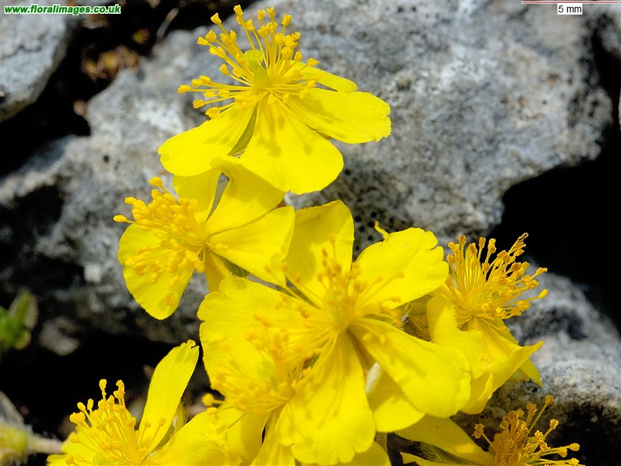 Helianthemum oelandicum